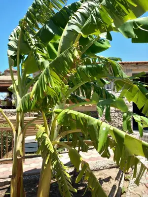 a banana tree with lots of green leaves at Palma Resort Hurgáda,8P4J22Q, Hurgada Palma Resort, apartment K75, Al Ismaileya, in Hurghada