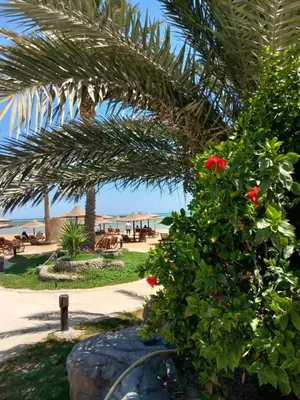 a bush with a red flower on a beach at Palma Resort Hurgáda,8P4J22Q, Hurgada Palma Resort, apartment K75, Al Ismaileya, in Hurghada