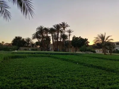 a field of crops with palm trees in the background at WestLuxApartment in Al Karnak