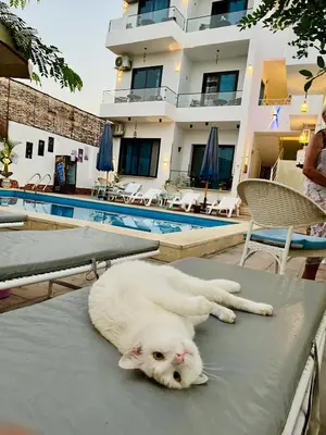 a white cat laying on a table next to a swimming pool at Flower Of Life Hotel in Luxor