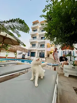 a white cat sitting on a table near a pool at Flower Of Life Hotel in Luxor