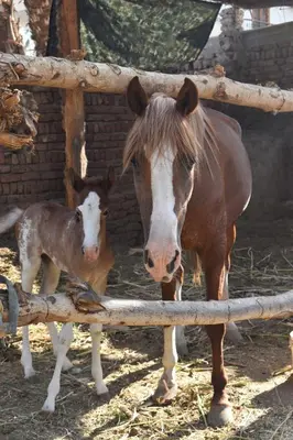 a horse and a baby horse standing next to a fence at Villa Rebecca in Luxor