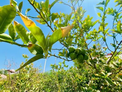 a branch of a tree with green fruit at One room in a compound with the swimming pool in Hurghada