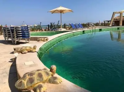 a turtle laying next to a pool of water at Turtles Beach resort Hurghada Studio view sea view pool private beach Pools anf sunny balcony in Hurghada
