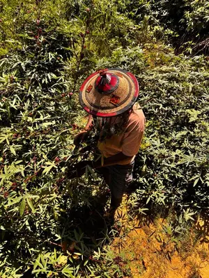 a person in a hat picking berries from a bush at Salatoos Mango Garden and Guesthouse in Aswan