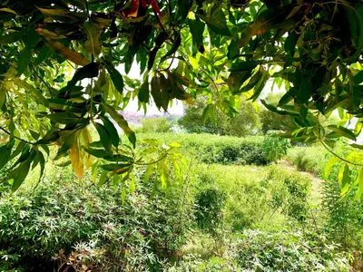 a field filled with lots of green trees and bushes at Salatoos Mango Garden and Guesthouse in Aswan