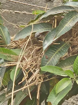 a plant with green leaves on the ground at Casa Helvetica in Luxor