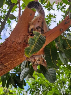 two monkeys are sitting on a tree branch at Casa Helvetica in Luxor