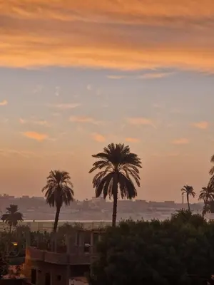 a group of palm trees in the sunset at Djorf apartments in Al Aqālitah