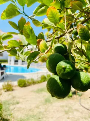 a bunch of green fruit hanging from a tree at Villa 6 in Hurghada