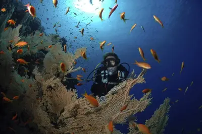a diver in the ocean with a school of fish at Modern Soma Bay 2BR Villa w sea views, beach & pool access in Hurghada