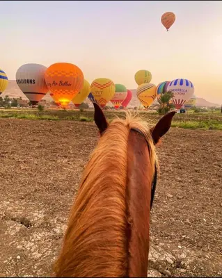 a horse looking at hot air balloons in a field at Ramses Apartment in Luxor