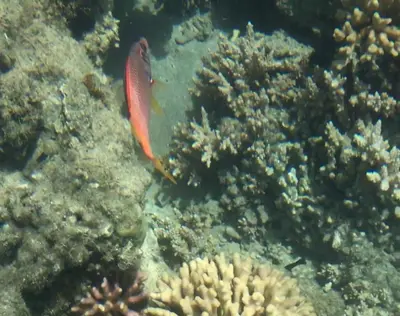 a red fish is swimming in the ocean at Das Haus am Meer in Safaga