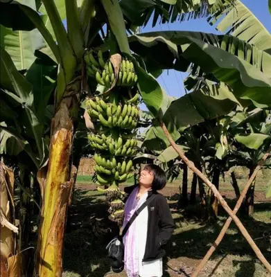 a woman standing in front of a banana tree at Dream Garden Luxor in Luxor
