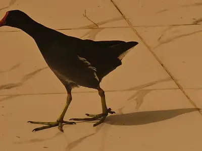a black bird walking on the floor at Esmerada in Aswan
