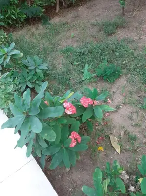 a garden with pink flowers and green plants at Villa 2 apartament 3 sea view infront of Palma de Meritee in Hurghada