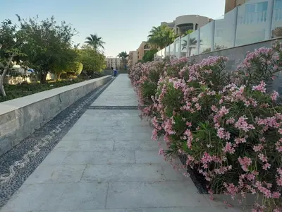 a walkway with pink flowers on the side of a building at Selena bay in Hurghada