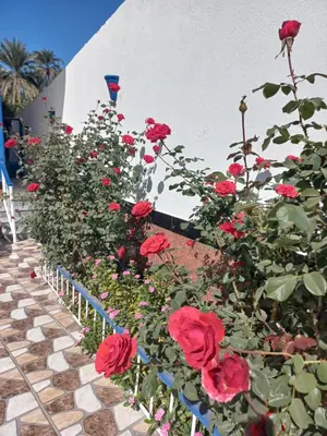 a bunch of red roses in a garden at Villa Kaslan Apartments in Luxor