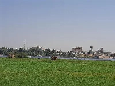 a cow laying in the grass in a field at Nille and Garden View Apartment in Jazīrat al ‘Awwāmīyah