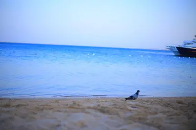 a bird sitting on the beach next to the water at Family-friendly apartments in Hurghada in Hurghada