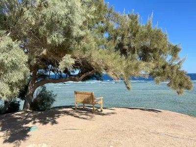 a bench sitting under a tree on the beach at Casa De Madera - 1BR Sea & Golf View - Soma Bay in Hurghada