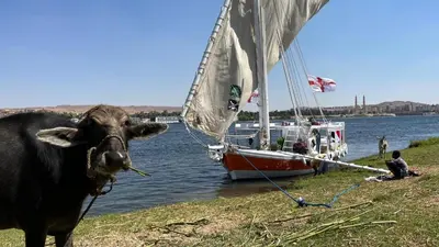 a cow standing on the grass near a sail boat at 2nights Felucca from aswan to komobo temple in Aswan