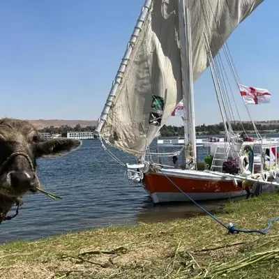 2nights Felucca from aswan to komobo temple
