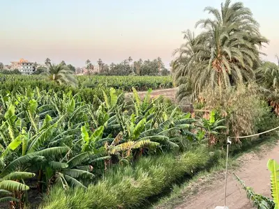 a banana field with palm trees and a dirt road at Luxor Sun Villa in Luxor
