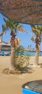 two palm trees on a beach with the ocean at Egypt Traveler Hotel in Hurghada