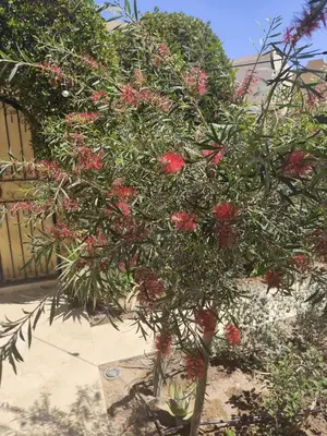 a small tree with red flowers on it at Villa Makadi Heights in Hurghada