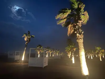 a group of palm trees at night with lights at Mangroovy retreat in Hurghada