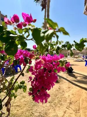 a bunch of pink flowers on a plant at Juliana Beach Hurghada in Hurghada