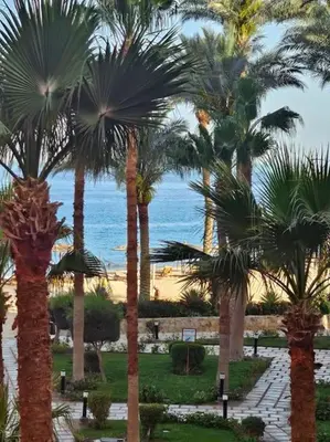 a group of palm trees with the ocean in the background at Esplanada flat with free beach, no single men in Hurghada