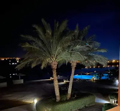 two palm trees in a parking lot at night at Westgolf y 62 1-8 in Hurghada