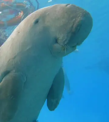 a polar bear swimming in the water at Camelgila Appartment Royal Residence in Port Ghalib