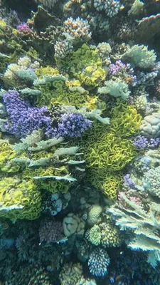 a close up of a coral reef at Camelgila Appartment Royal Residence in Port Ghalib