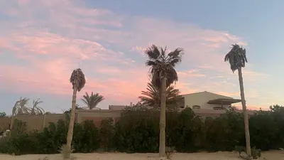 a group of palm trees in front of a house at Luxurious and Cozy Seafront Studio Near Gouna in Hurghada