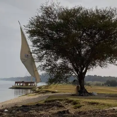 a tree and a boat on the water with a sail at Relaxing Felucca Trips in Aswan