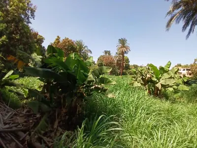 a field of tall grass with palm trees in the background at Sobhy Kana House in Aswan