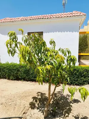 a small tree in front of a house at Happiness Villa Majawish, close to the city center in Hurghada