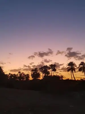 a sunset with palm trees in a field at Sekhmet Appartement sur le roof in Luxor
