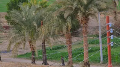 a group of palm trees behind a fence at king valley House in ‘Ezbet Abu Ḥabashi