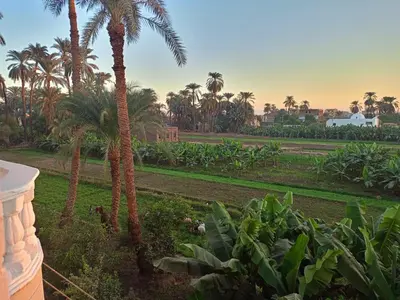 a view of a garden with palm trees at Djorff Guest House in Luxor