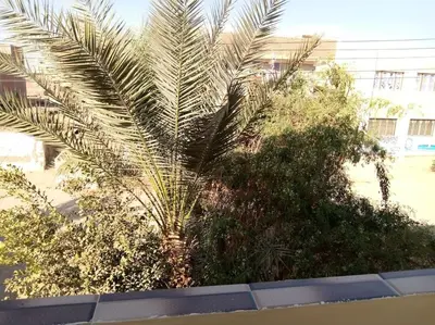 a palm tree in front of a building at SaYeD guest house in Dâbûb