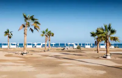 a group of palm trees on a sandy beach at Luxury Stays in Mangroovy El Gouna in Hurghada