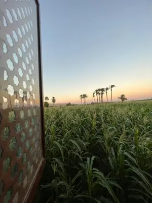 a field of crops with palm trees in the background at Habu flower in Al Aqālitah