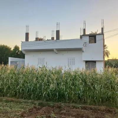 a white house behind a field of corn at Nora House in Luxor