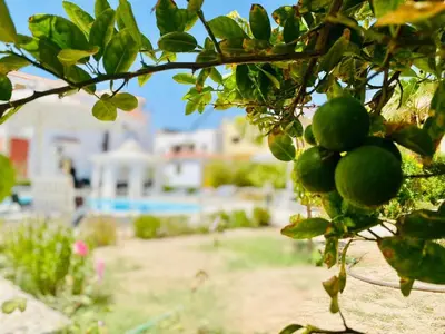 a bunch of green fruit hanging from a tree at hurgada hapy room in Hurghada