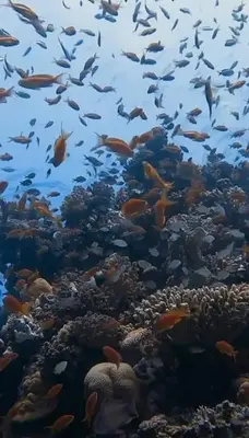 a group of fish swimming over a coral reef at Tiba Golden Resort in Hurghada
