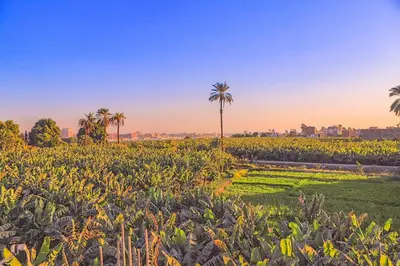 a field of crops with palm trees in the background at LUXOR DREAM - Panoramic Villa in Luxor